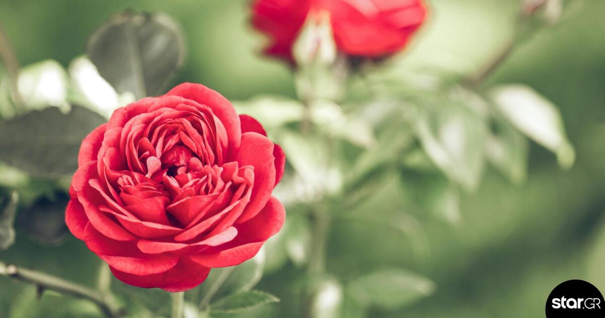 Εορτολόγιο: Ποιοι γιορτάζουν στις 24 Μαρτίου