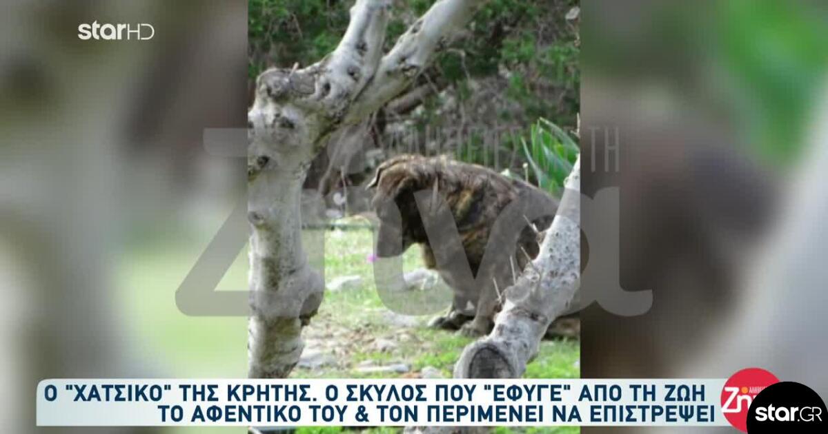 Χάτσικο της Κρήτης: Περιμένει Τον Κηδεμόνα Της Που Πέθανε
