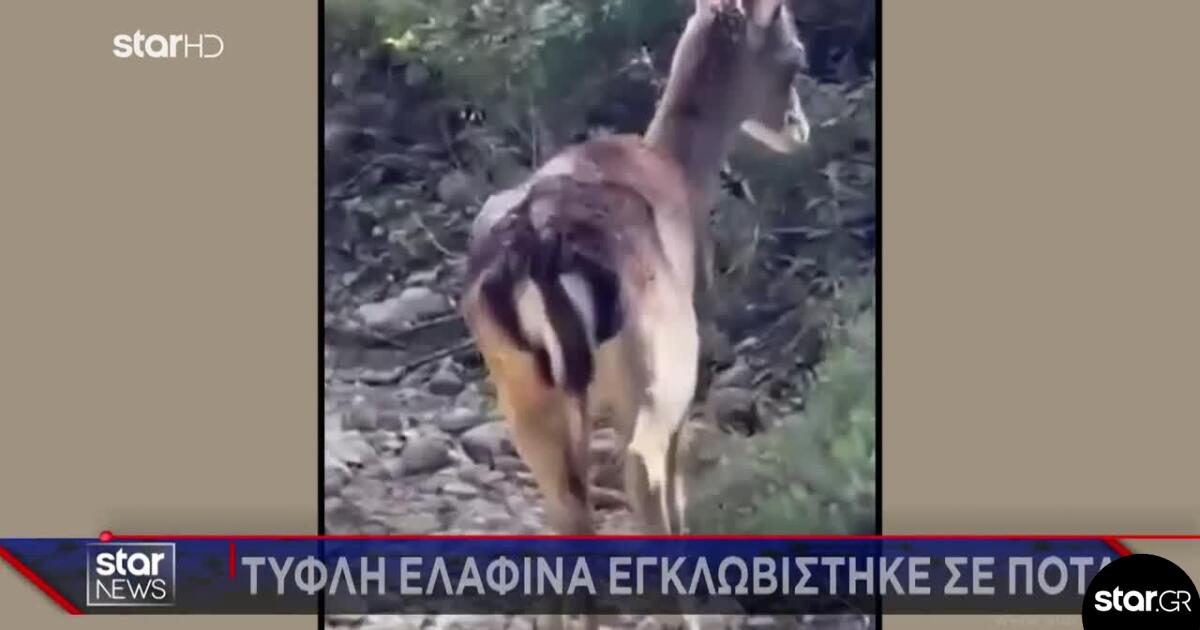 Ρόδος: Συγκινητική διάσωση τυφλής ελαφίνας