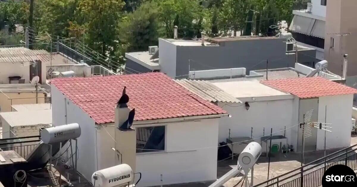 Περιστέρι: Τα έξι παιδιά ζούσαν σε 27 τ.μ μέσα σε ακαθαρσίες και σκουπίδια