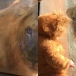 Η στιγμή που μωρό ντυμένο λιοντάρι βλέπει ένα πραγματικό