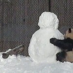 Panda σκαρφαλώνει σε χιονάνθρωπο