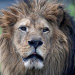 ΣΟΚ: Λιοντάρια κατασπάραξαν κτηνίατρο και τον βοηθό του