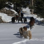 Άνδρες της ΕΜΑΚ έσωσαν εγκλωβισμένα άλογα στα χιόνια