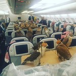 80 γεράκια Σαουδάραβα πρίγκιπα ταξίδεψαν με αεροπλάνο