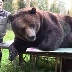 Ο αρκούδος ζωγράφος - Έργα του εκτίθενται σε γκαλερί!
