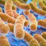 SOS από Παγκόσμιο Οργανισμό Υγείας: Προσοχή σε «μεταλλαγμένα» βακτήρια, προκαλούν ακόμη και θάνατο!