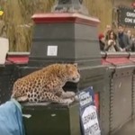 Μια...λεοπάρδαλη στο Λονδίνο έκοψε το αίμα των περαστικών