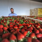 ΒΑΡΙΑ ΚΑΜΠΑΝΑ στην Ελλάδα για τις ΜΑΤΩΜΕΝΕΣ φράουλες- ΟΛΗ