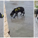 Ανεγκέφαλοι έβαψαν το τρίχωμα σκύλου με το όνομα της ΑΕΚ