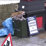 Είδαν μια «λεοπάρδαλη» στη μέση του δρόμου και τρόμαξαν