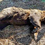 Νεκρή αρκούδα από δηλητηριασμένο δόλωμα στη Φλώρινα