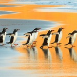 Παρέα πιγκουίνων στα Νησιά Φόλκλαντ