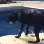 ΠΑΝΕΞΥΠΝΟΣ! Σκύλος ισορροπεί σε σανίδα και πιάνει το παιχνίδι του χωρίς να βραχεί