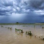 Καταστροφές σε φυτείες βαμβακιού και ροδακινιού από την χαλαζόπτωση του Μαΐου στον Θεσσαλικό κάμπο