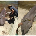 Έπιασαν καρχαρία «σαπουνά» 3 μέτρων στην Ιθάκη!