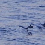 ΕΝΤΥΠΩΣΙΑΚΟ! Δελφίνια… σουλατσάρουν στον Κορινθιακό