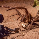 Τουρίστρια ξεψύχησε από τσίμπημα σκορπιού ή αράχνης στη Ζάκυνθο
