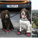 Σκυλιά με ειδικές μπότες μπαίνουν στον Πύργο της Κολάσεως-Φόβοι πως θα καταρρεύσει
