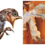 Απίστευτη ανακάλυψη: Βρήκαν αναλλοίωτο πτηνό ηλικίας 99 εκατομμυρίων ετών σε κεχριμπάρι!
