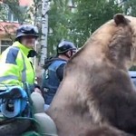 Αρκούδα «καβάλησε» μοτοσυκλέτα και έκλεψε τις εντυπώσεις