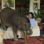 Η φιλία μίας γυναίκας με έναν ελέφαντα! 