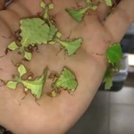 Έντομα μοιάζουν με φύλλα δέντρου