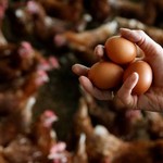 Παίρνει διαστάσεις το σκάνδαλο των μολυσμένων αυγών