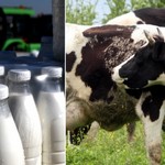 Κρίση γάλακτος στην Ευρώπη