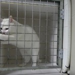 Γάτα ξεκλειδώνει το κλουβί της τσακ-μπαμ