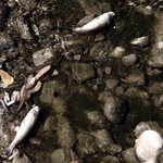 Τι απαντά η ΕΥΔΑΠ για τα νεκρά ψάρια στο ρέμα της Πικροδά
