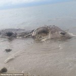 Θαλάσσιο τέρας ξεβράστηκε στις ακτές των Φιλιππίνων
