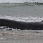 Φάλαινα 5 μέτρων ξεβράστηκε σε ακτή στην Κρήτη στη Φαιστό