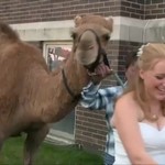 Kαμήλα πήγε σε γάμο