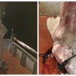 Καρχαρίας 4 μέτρων στο Ιόνιο Πέλαγος 