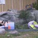 Δίδυμα panda γιόρτασαν τα 2α γενέθλιά τους 