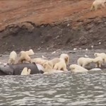 Πολικές αρκούδες κατασπαράζουν φάλαινα