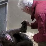Το αντίο ετοιμοθάνατου χιμπατζή στον φροντιστή του