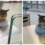 Viral ο γάτος "άρχοντας" στο σταθμό Μοναστηράκι