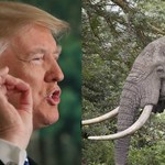 Πήρε πίσω την απόφαση για τα «τρόπαια» ελεφάντων ο Τραμπ