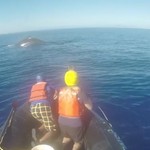 «Free Willy» στη Χαβάη –Καρέ καρέ η διάσωση μιας φάλαινας