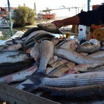 Διαψεύδει η ΑΑΔΕ το περιστατικό με τον ψαρά στη Σκόπελο