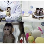 Ανακοινώθηκε η πρώτη κλωνοποίηση μαϊμούδων