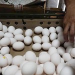 Νορβηγοί σεφ παρήγγειλαν κατα λάθος 15.000 αυγά