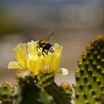 Κρήτη: Γυναίκα πέθανε από τσίμπημα μέλισσας