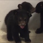 Αρκούδες διασώθηκαν από την αστυνομία