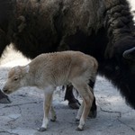 Γεννητούρια στον ζωολογικό κήπο του Βελιγραδίου