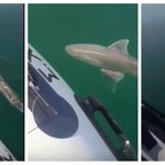 Εύβοια: Καρχαρίας 200 μέτρα από την ακτή 