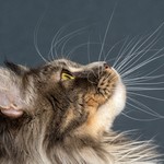 Cats Cafe: Οι γάτες με τις θεραπευτικές ικανότητες