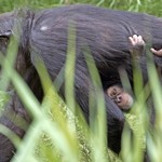 Σπάνιος χιμπατζής γεννήθηκε σε ζωολογικό κήπο 
